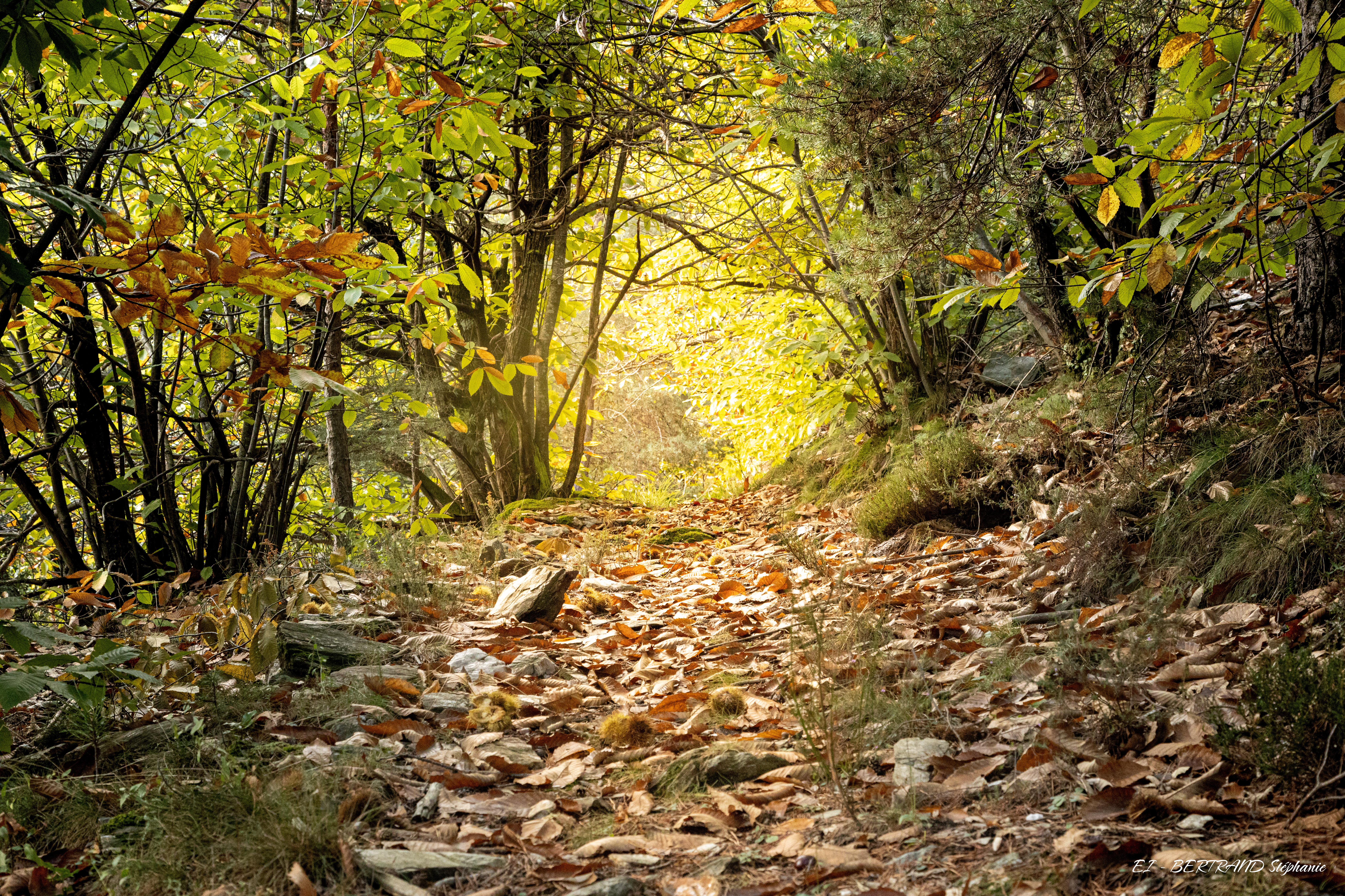 randonnée parc national des cevennes