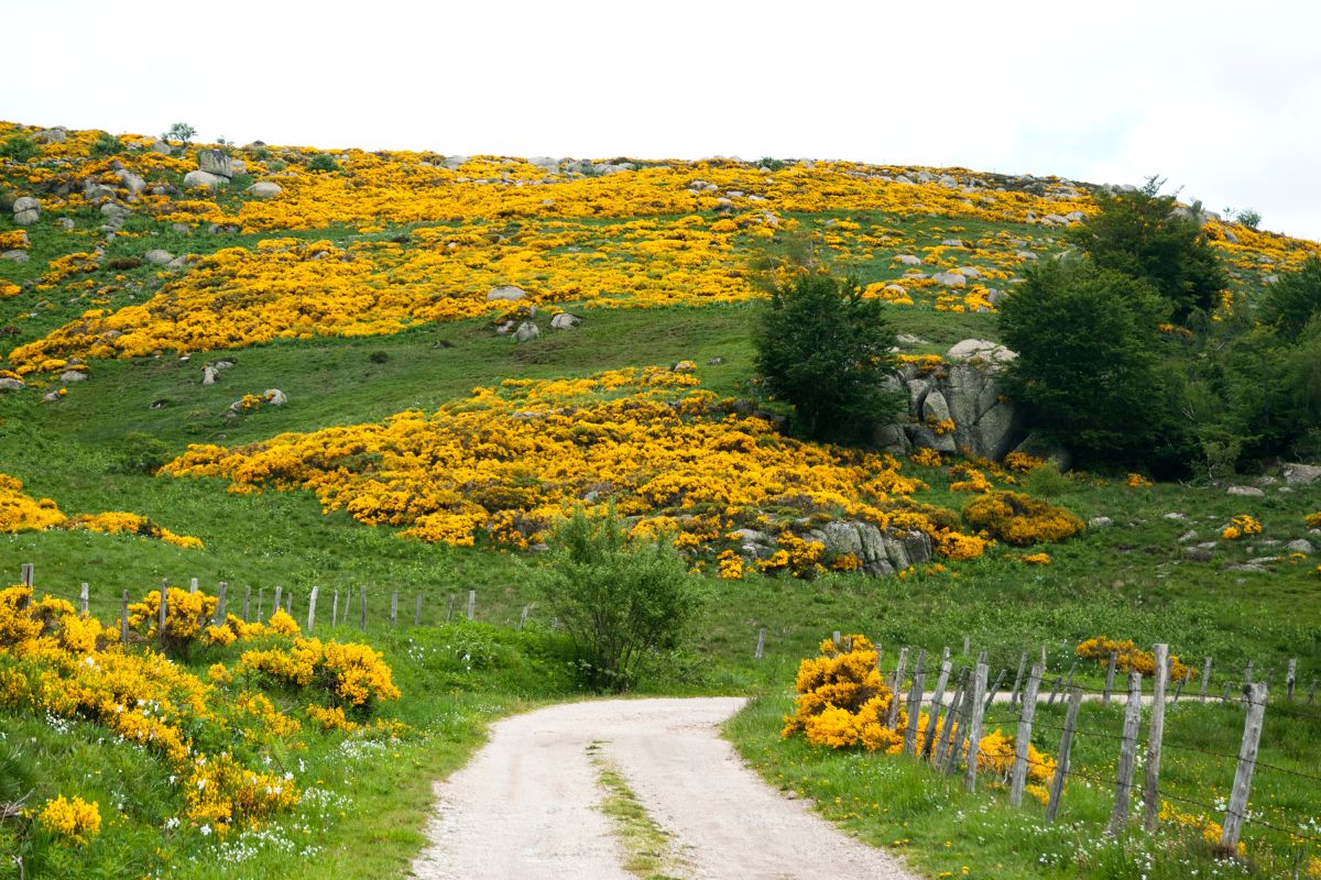Le-Bleymard-–-Mont-Lozere-en-ete-que-faire-dans-cette-station-de-montagne.jpg